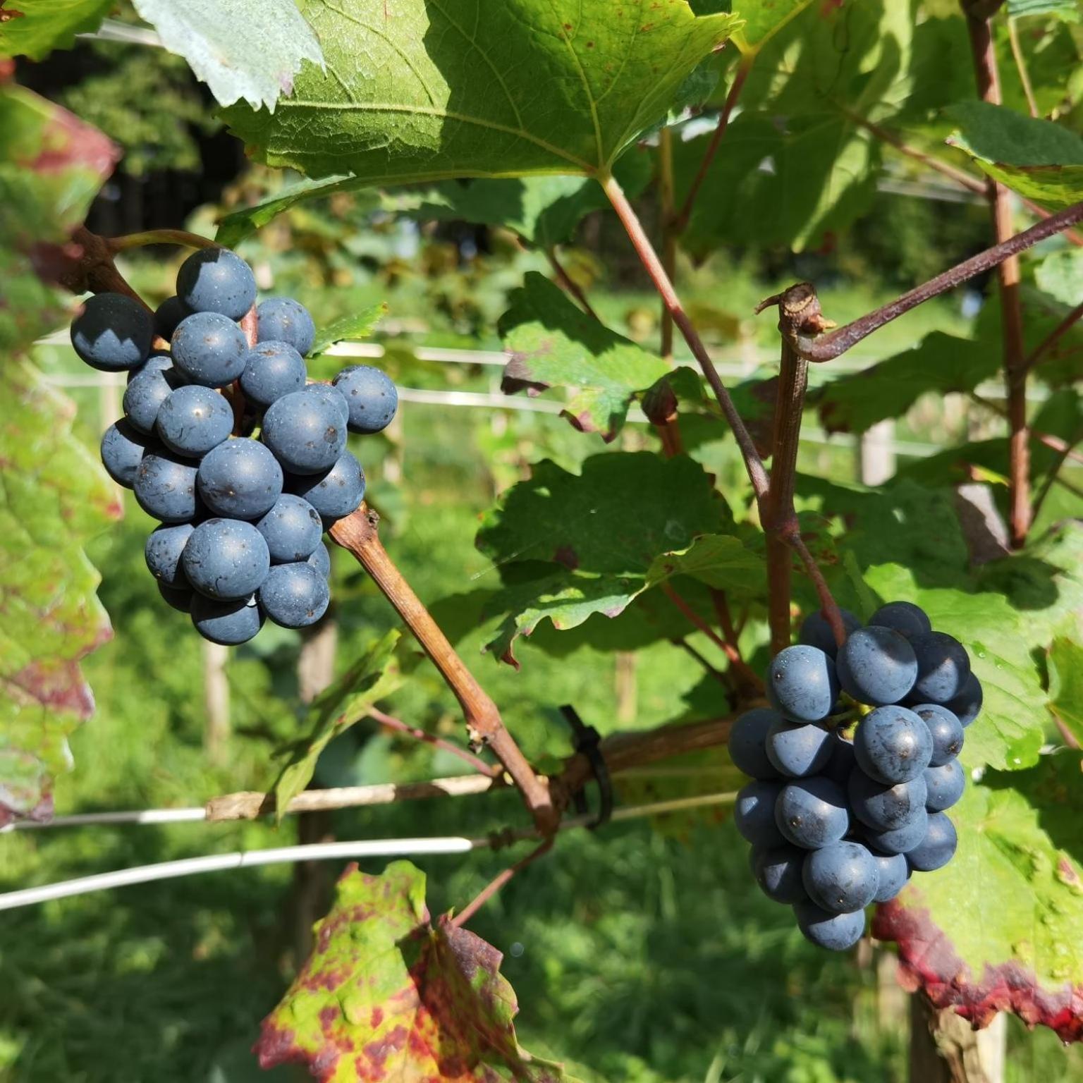 Privatzimmer Am Weinbrunnen Vorchdorf Exterior foto